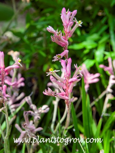 Bush Pearl Kangaroo Paw  (Anigozanthos)